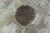 Two Fossil Leaves - Davidia And Zizyphoides - Montana #95294-3